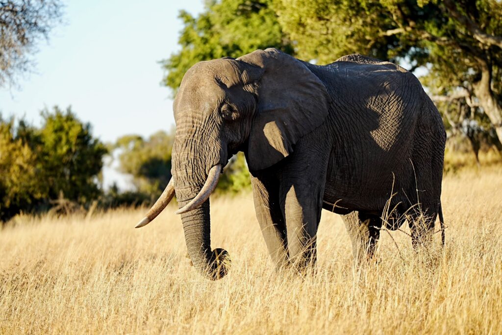 Éléphant d'Afrique dans la savane