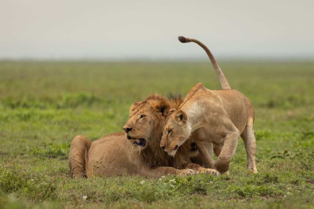Lion dans la savane africaine (photo d'illustration)