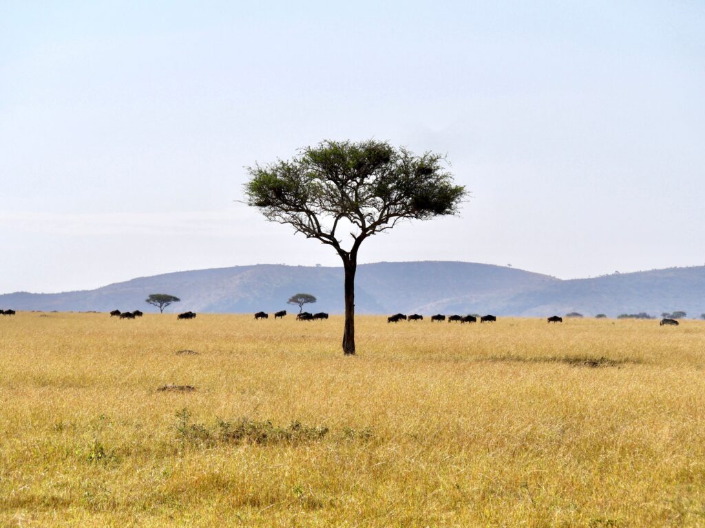 Acacia dans la savane au coucher du soleil (photo d'illustration)